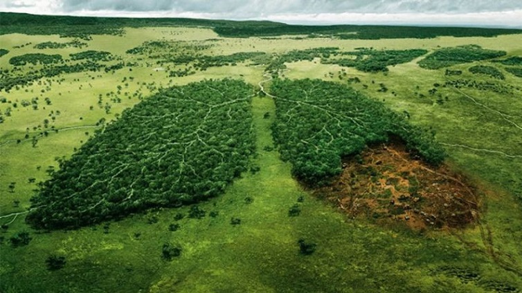 Potret Hutan Sebagai Paru-paru Dunia